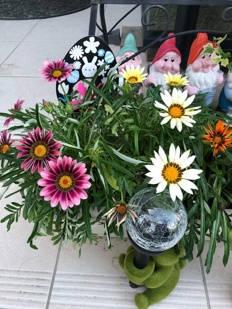 ガザニアの投稿画像 By Kumi さん 寄せ植え と花のある暮らしとgreen Up とお花咲き組さんとiphone撮影 月8月3日 Greensnap グリーンスナップ
