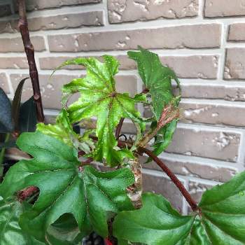 さくらベゴニアの投稿画像一覧 Greensnap グリーンスナップ