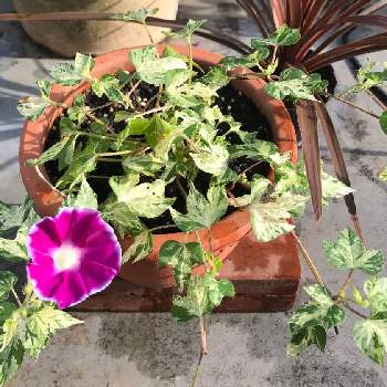 観葉あさがお 夏だよりの投稿画像一覧 Greensnap グリーンスナップ