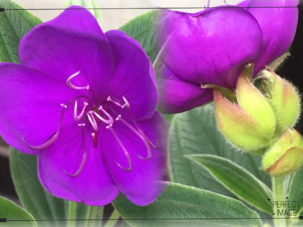 シコンノボタンの投稿画像 By Manabeさん ノボタン シコンノボタン とムラサキ色がキレイときれ い とノボタン科と花のある暮らしとシコンノボタン属 月8月3日 Greensnap グリーンスナップ