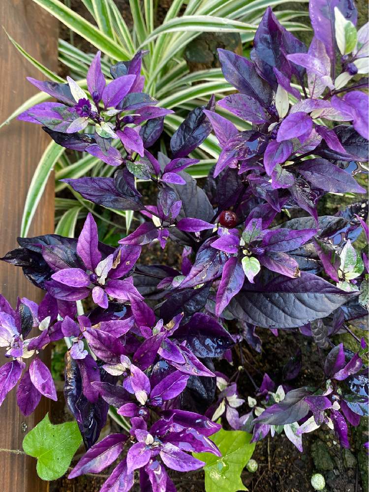 アサガオの投稿画像 By ラララさん オリヅルランとパープルフラッシュ 月8月3日 Greensnap グリーンスナップ