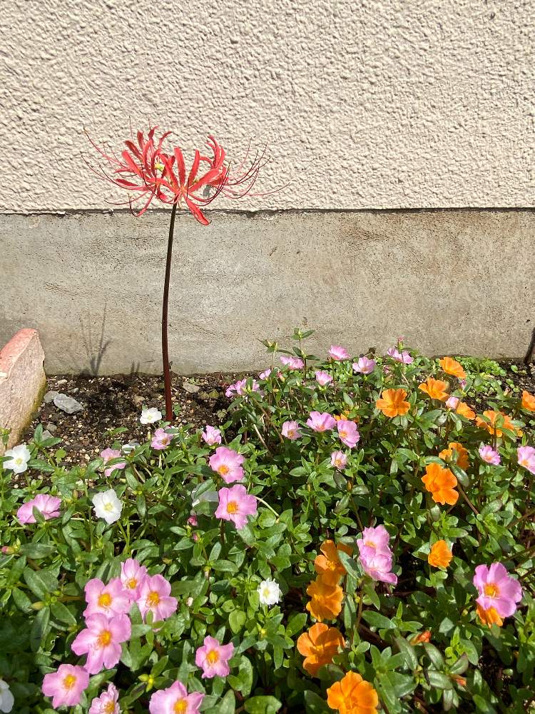 ヒガンバナの投稿画像 By 花梨さん ポーチュラカと癒しのグリーンと癒しとおうち園芸とリコリスの花と曼珠沙華と花のある暮らしとかわいいと虫嫌いと地植えとコガネムシ幼虫被害 月8月3日 Greensnap グリーンスナップ