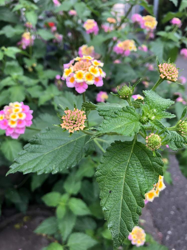 ランタナの投稿画像 By こじじーさん 月8月3日 Greensnap グリーンスナップ