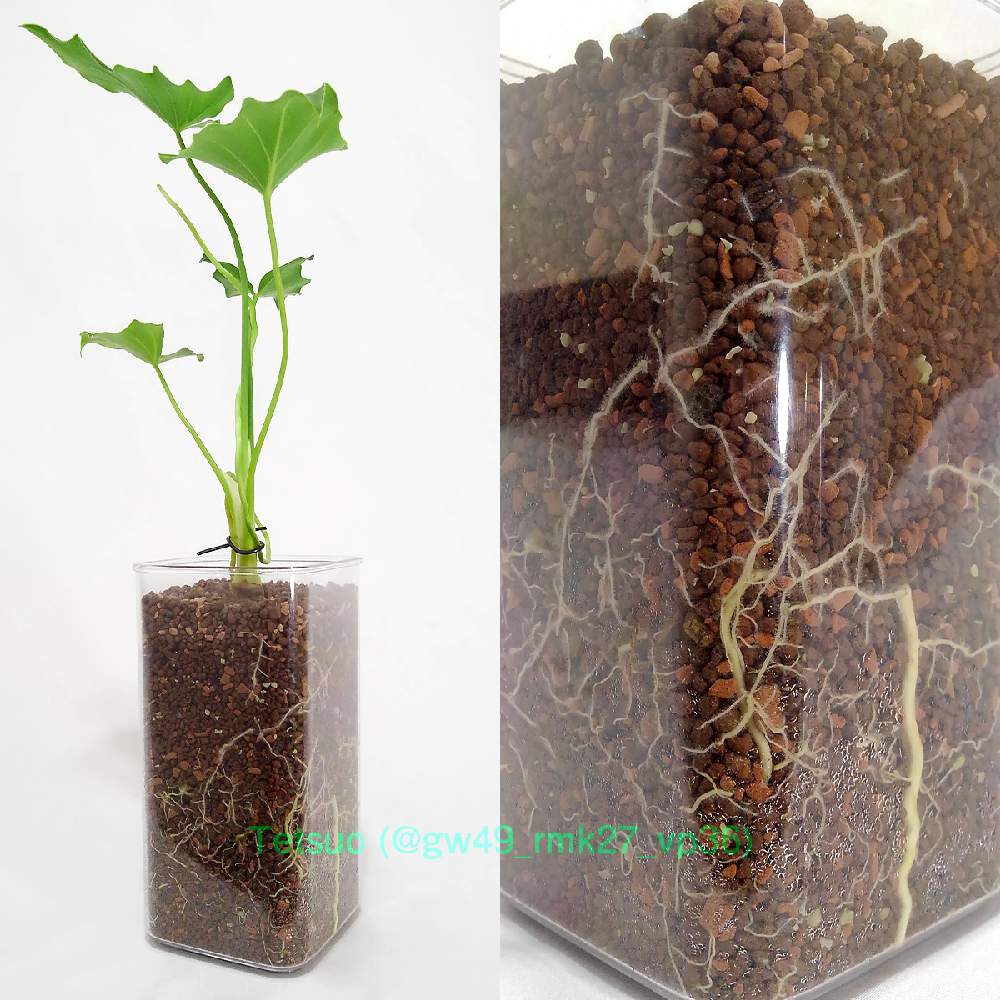 クッカバラの投稿画像 By Tetsuoさん セロームと観葉植物とハイドロカルチャーとハイドロボールとgs映えとおうち園芸と今日の一枚とフィロデンドロン属とサトイモ 科と成長記録 月8月3日 Greensnap グリーンスナップ