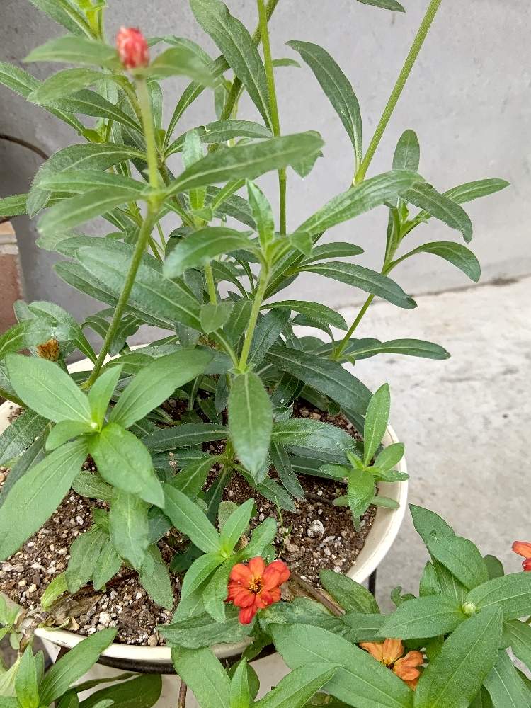 ジニアの投稿画像 By みーさん 千日紅 ストロベリーフィールドとジニア百日草と千日紅 ストロベリーフィールドとおうち園芸 月8月3日 Greensnap グリーンスナップ