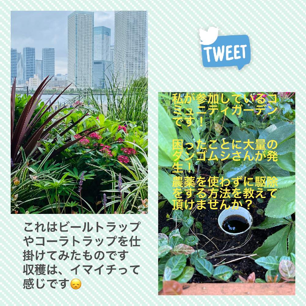 道路脇の花壇の投稿画像 By スプーンおばさんさん 低木と東京湾岸とウォーキング途中にとゆりかもめ近くとコミュニティ花壇 月8月3日 Greensnap グリーンスナップ