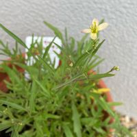 セルバチコ,お庭のお花,ハーブのお花の画像
