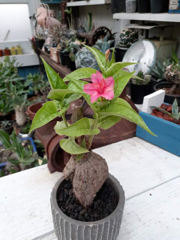 オシロイバナの投稿画像 By 173gardenさん オシロイバナ塊根仕立てとオシロイバナ科とコーデックスと塊根植物と雑草とオシロイバナ塊根仕立てと オシロイバナ科とコーデックスと塊根植物と雑草 月8月3日 Greensnap グリーンスナップ Greensnap グリーン