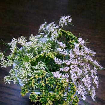 ノラニンジンの白い花の投稿画像一覧 Greensnap グリーンスナップ ノラニンジンの白い花の投稿画像一覧 Greensnap グリーンスナップ