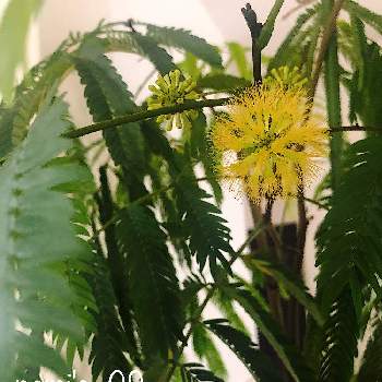 エバーフレッシュの花の投稿画像一覧 Greensnap グリーンスナップ