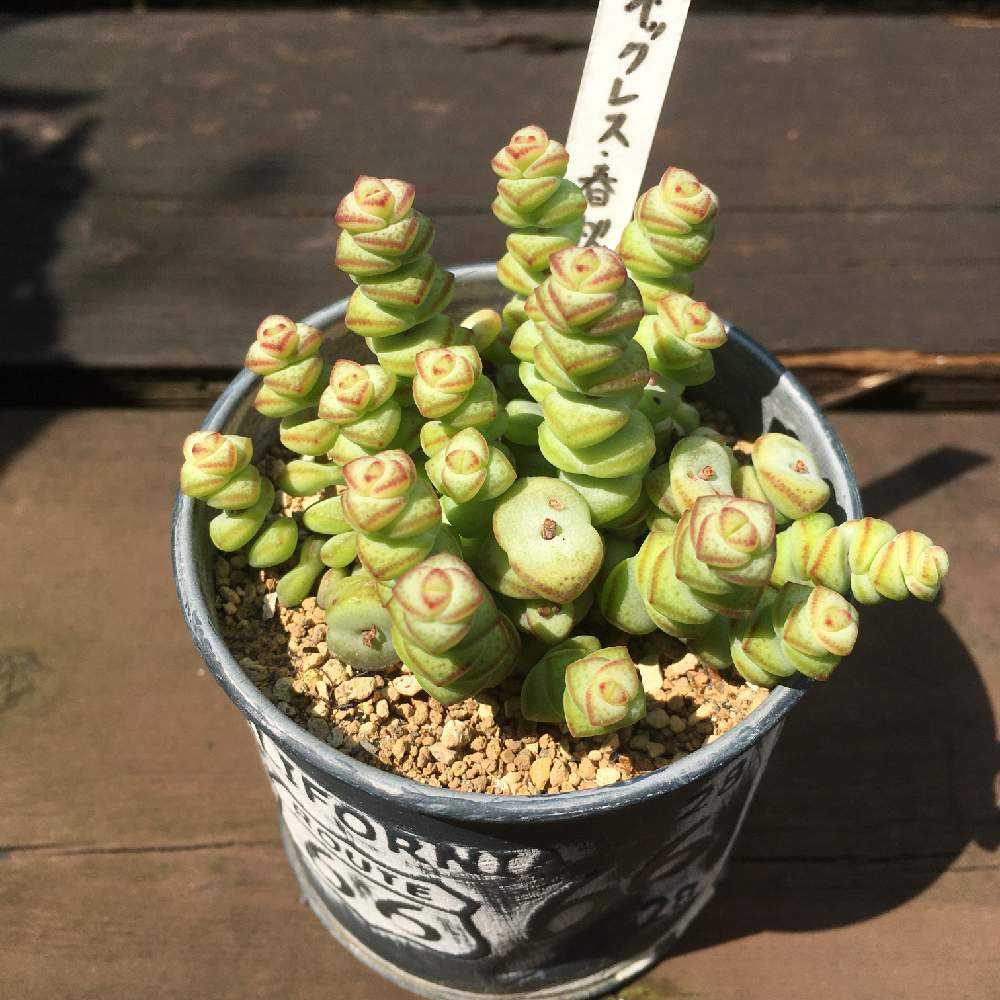 ベビーズネックレス成長記｜🍀GreenSnap（グリーンスナップ）