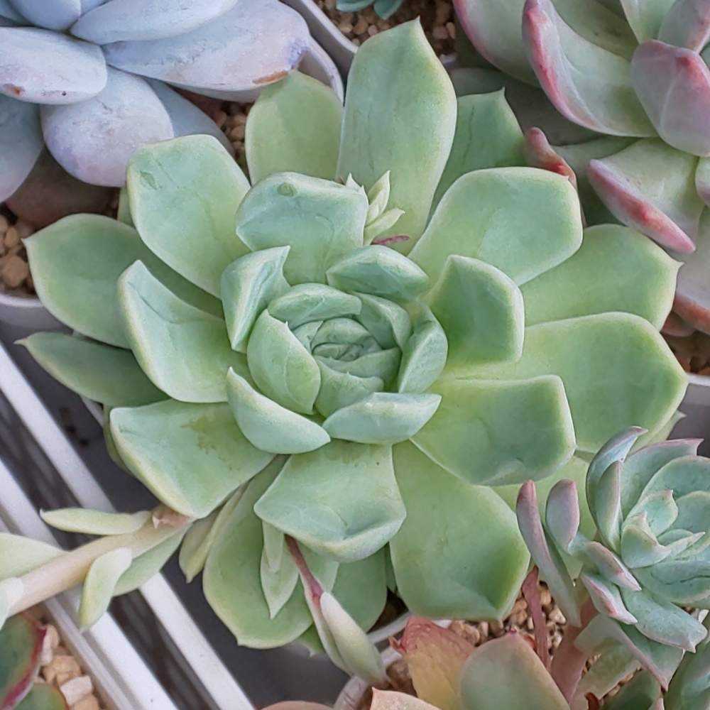 ヒューミリス 抜き苗 多肉植物 0331-169 : INTIMOS - 通販