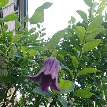 テッセン♡の画像 by sakura703さん | 小さな庭とベルテッセンと可愛い花とテッセン♡と紫のはな