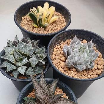 ハオルチア錦帯橋の投稿画像一覧 Greensnap グリーンスナップ