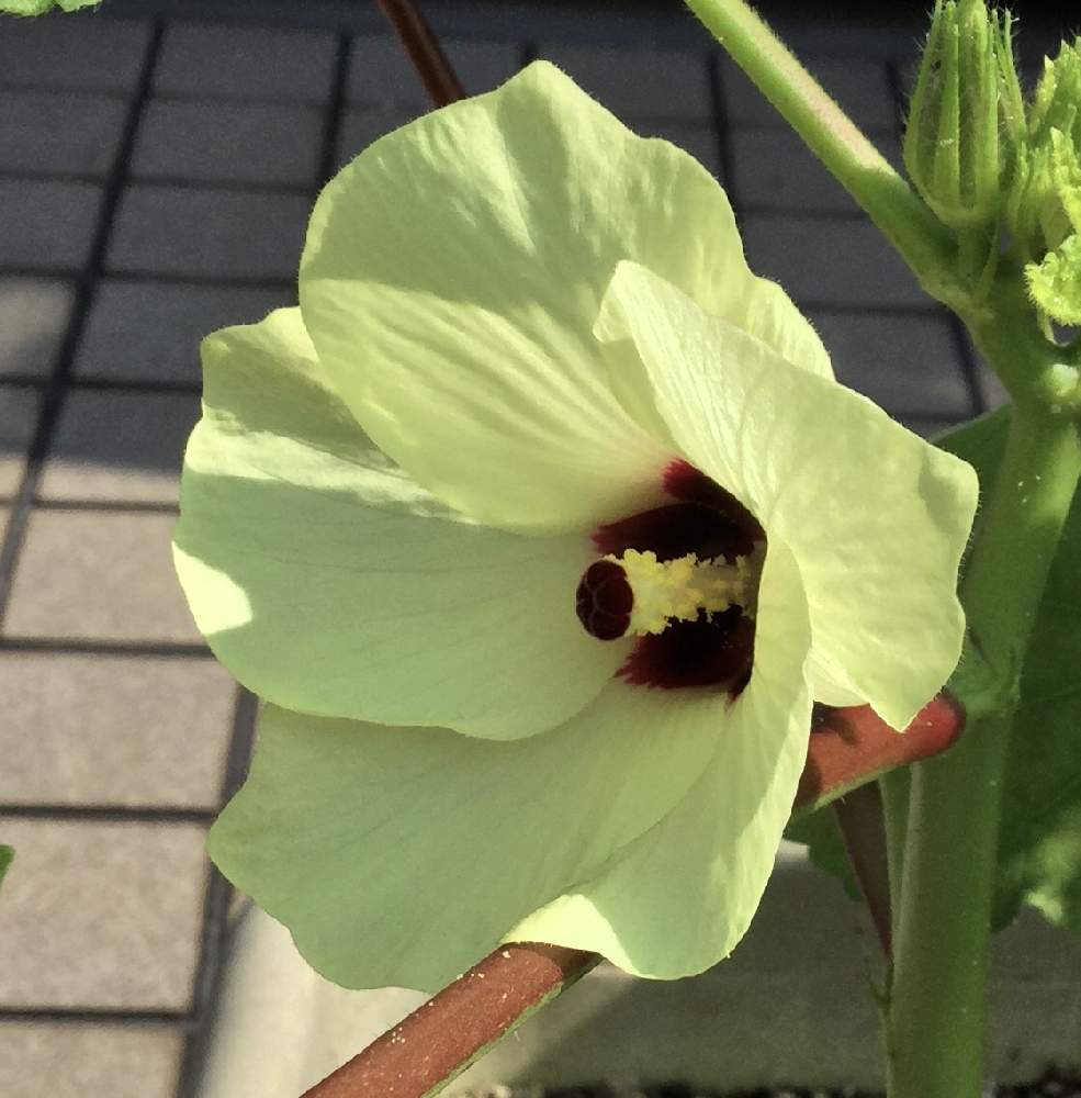 オクラの花の投稿画像 By Pechaさん 家庭菜園とベランダ菜園とおうちde菜園と花のある暮らし 月8月3日 Greensnap グリーンスナップ