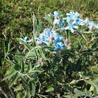 ブルースターの画像