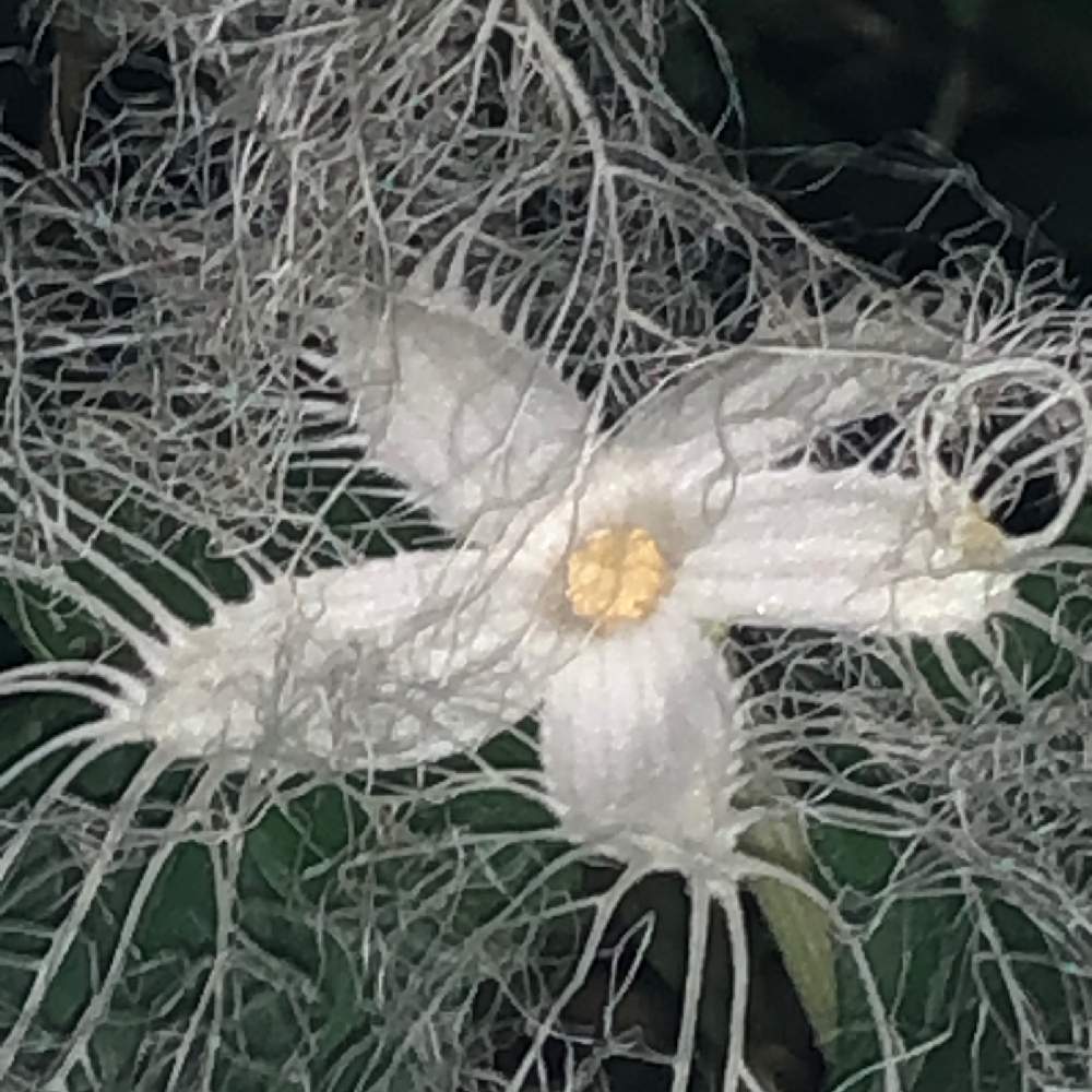 カラスウリの花が見たくて Greensnap グリーンスナップ