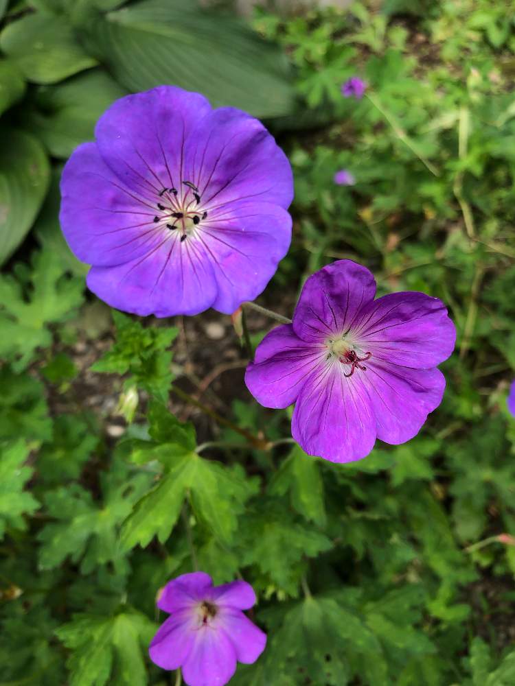 ゲラニウム ロザンネイの投稿画像 By のーさん ナチュラルが好きと自己流ガーデニングと富山支部とマイガーデンと植中毒と花のある暮らし 月8月3日 Greensnap グリーンスナップ