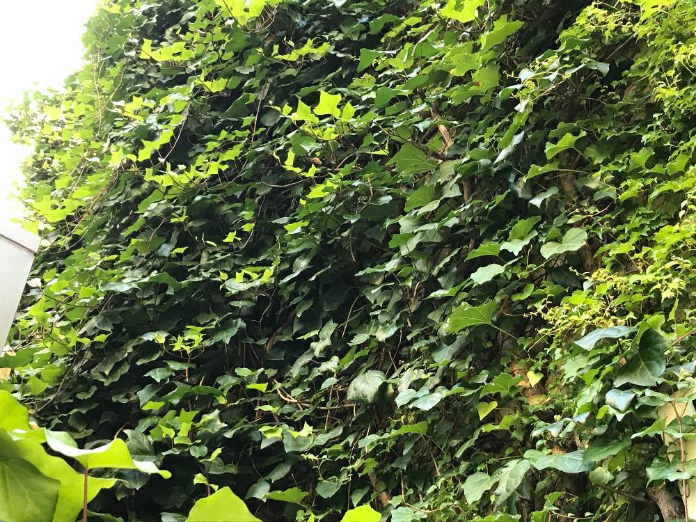 オカメヅタ ヘデラ カナリエンシス の投稿画像 By Tetsuさん 壁面緑化と蔓性植物と壁面緑化と蔓性植物 月8月3日 Greensnap グリーンスナップ Greensnap グリーンスナップ