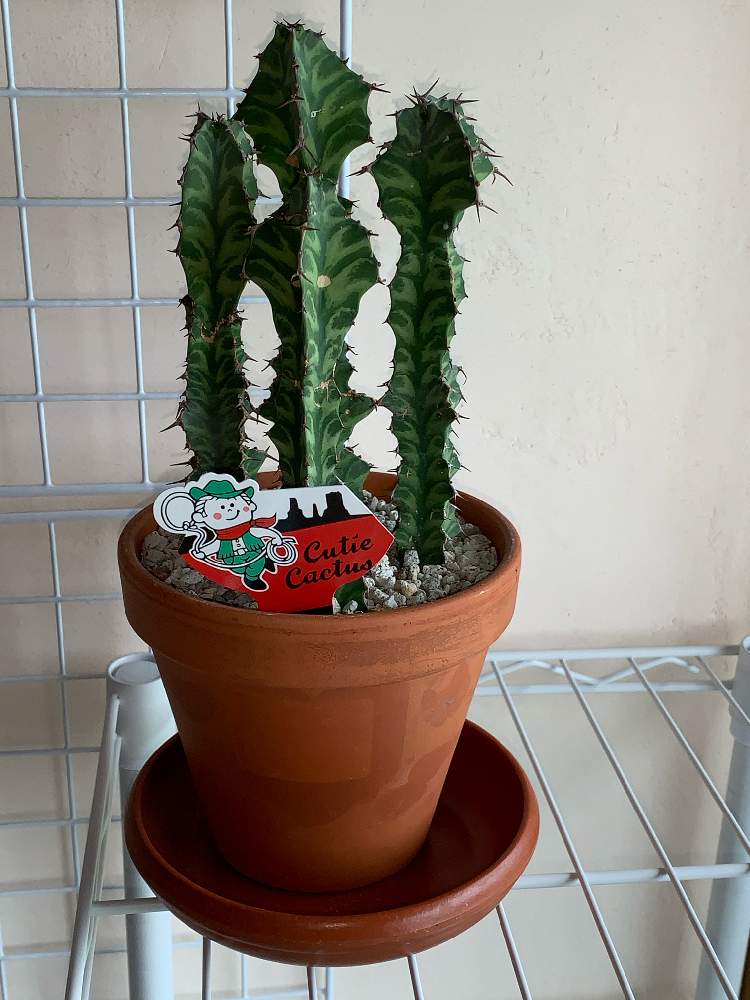 多肉植物の投稿画像 By ちきさん 観葉植物とキューティーカクタスとおうち園芸とユーフォルビアとユーフォルビア 春駒とグランディアラータと多肉植物と観葉植物とキューティーカクタスとおうち園芸とユーフォルビア 月8月3日 Greensnap グリーンスナップ