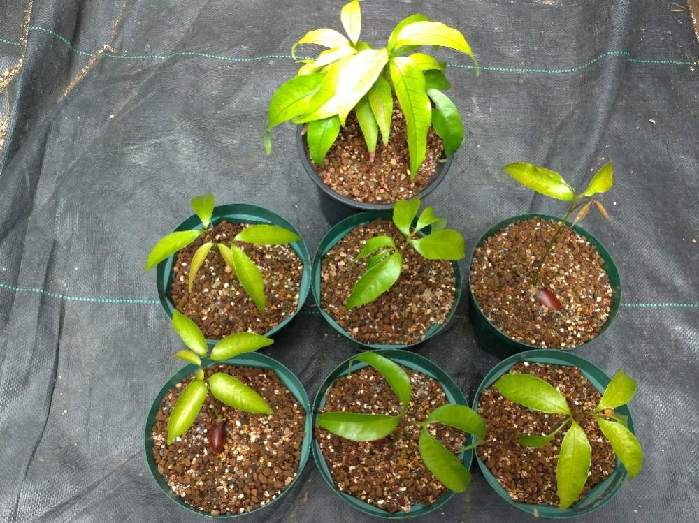 ライチの投稿画像 By 風前さん 実生に挑戦シリーズと食べた種と種まきと実生の日と実生 月8月3日 Greensnap グリーンスナップ