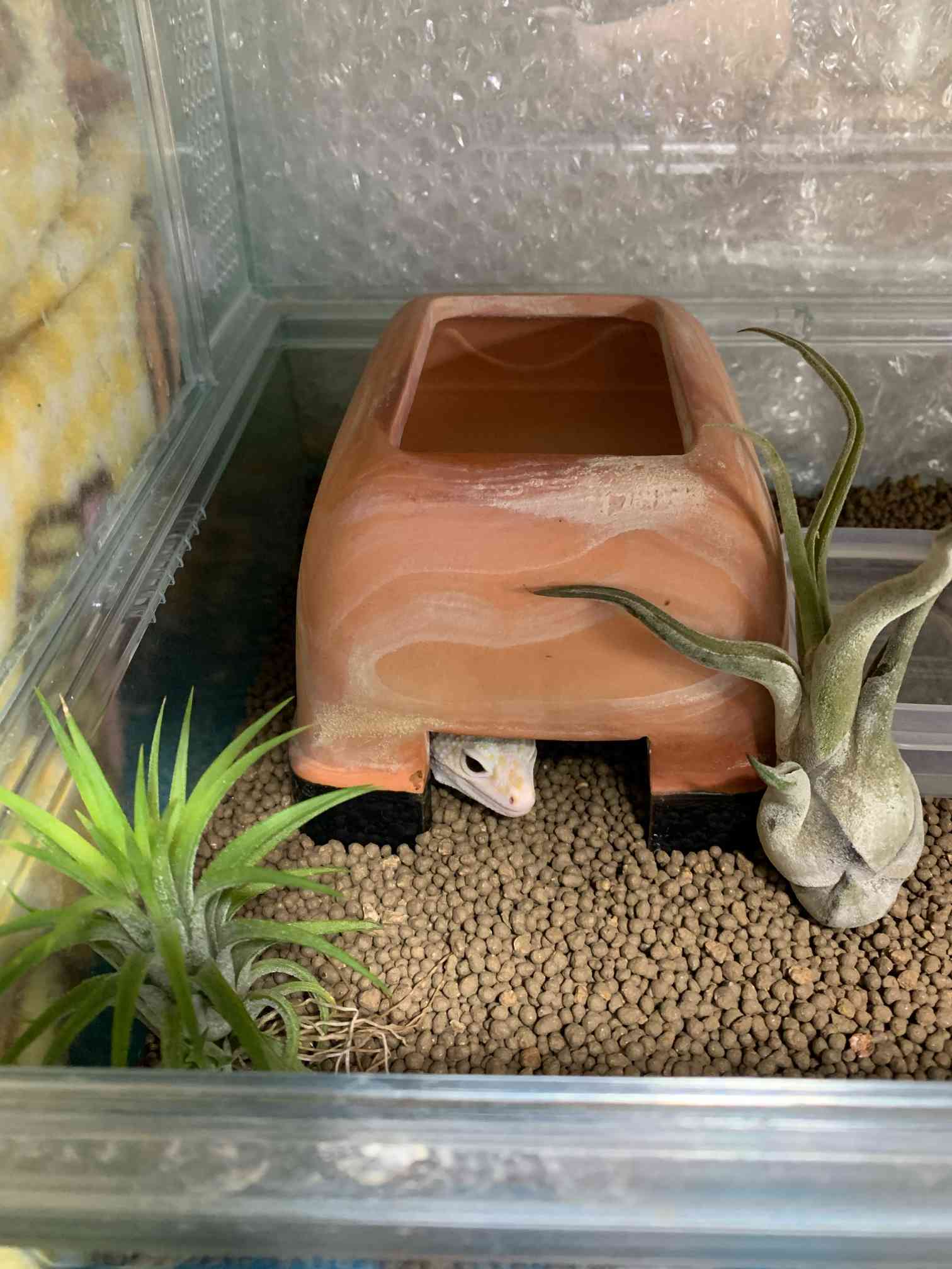 トカゲ飼育にオススメ！エアープランツ 付 Shocking!] I bought 1000 yen plants for my lizard tank, but they