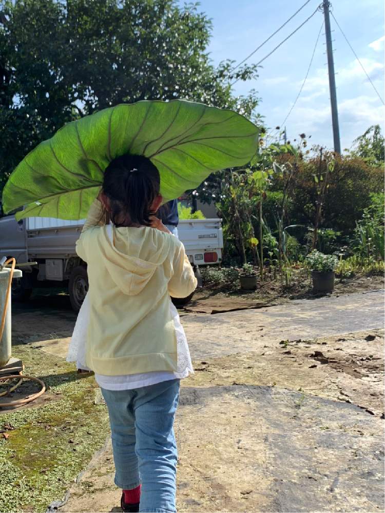 里芋の投稿画像 By Mmm3さん 夏野菜収穫物と葉っぱとおうち園芸とかさととなりのトトロ 月8月3日 Greensnap グリーンスナップ