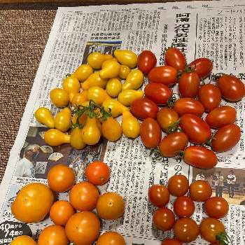 ミニトマト　イエローペアの画像 by dp106さん | 畑とミニトマト（アイコ）とミニトマト 甘っことミニトマト　イエローペアとシンディーオレンジと家庭菜園