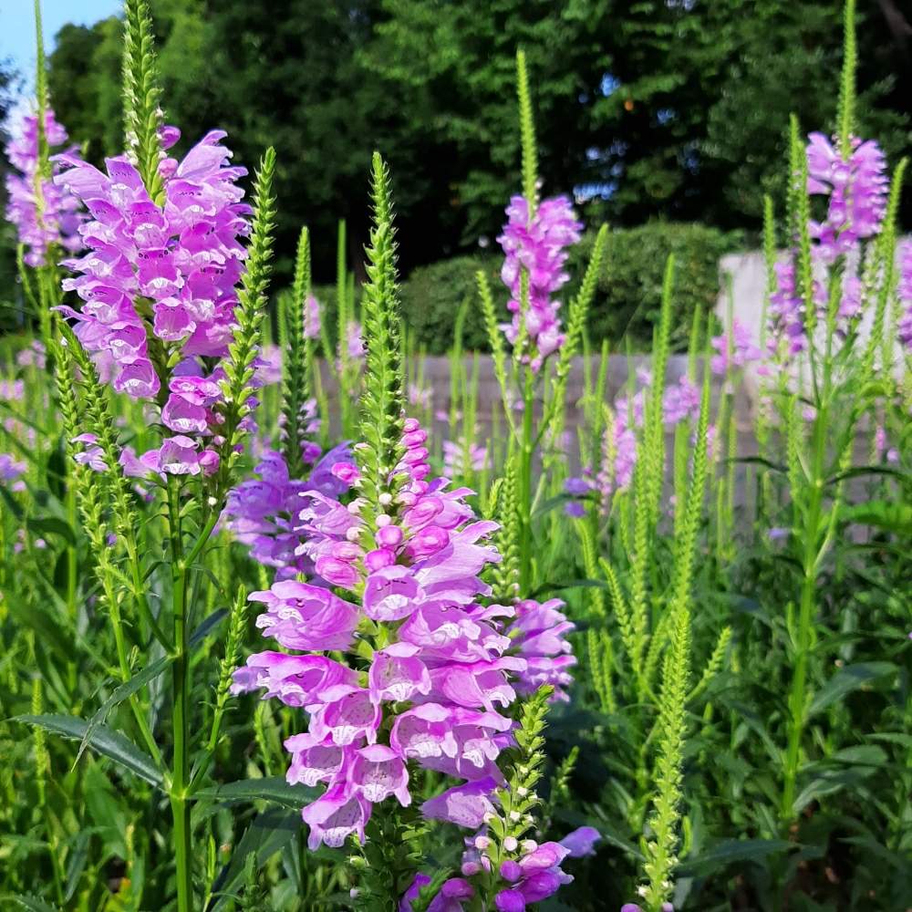 シソ科ハナトラノオ 花虎の尾 の投稿画像 By Sakさん 月8月4日 Greensnap グリーンスナップ