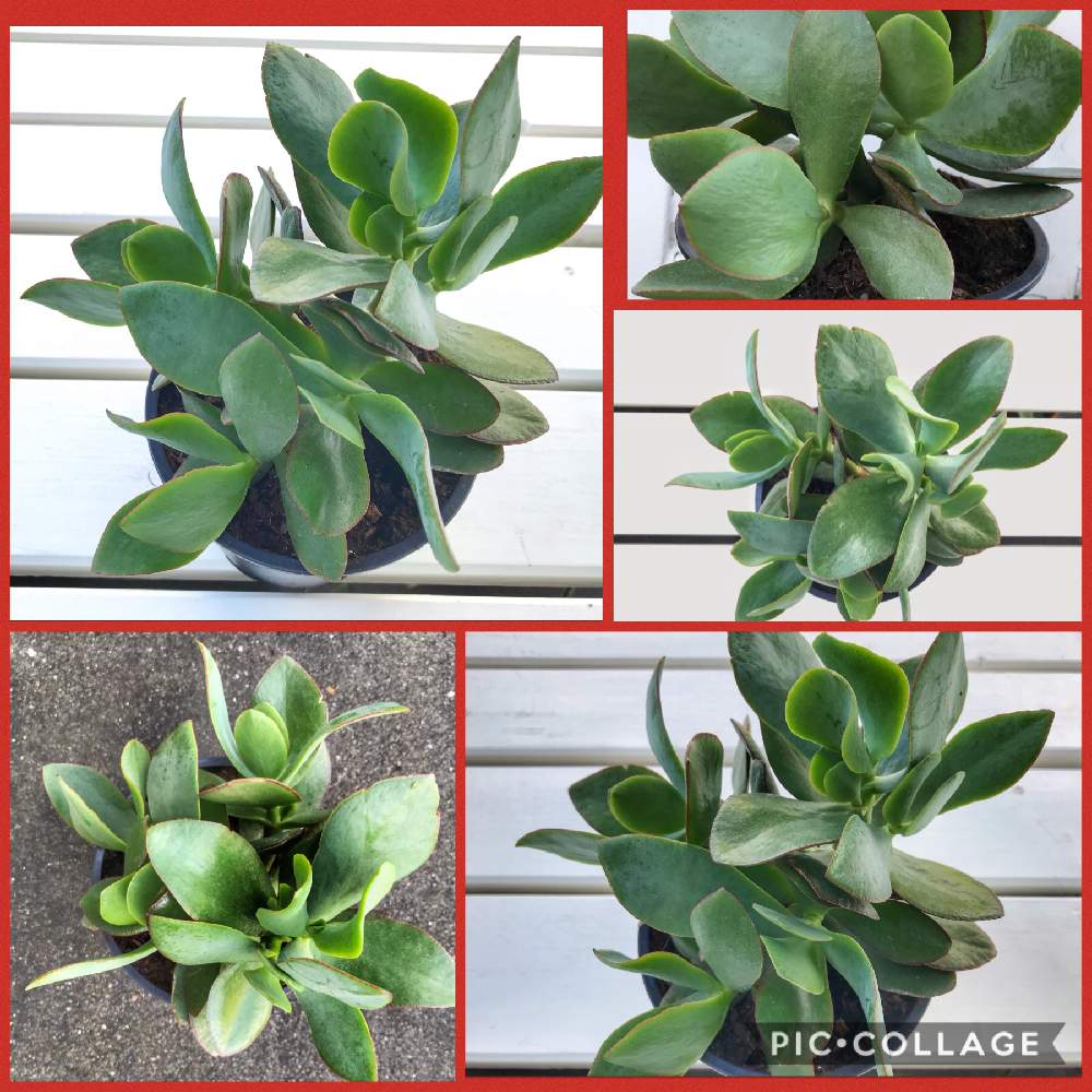 オルビキュラータの投稿画像 By Yappieさん コチドレン オルビキュラータとオランダとコチレドン とコチレドン属と海外と花のある暮らしと海外暮らしと多肉多肉多肉とカメラ好き 月8月4日 Greensnap グリーンスナップ