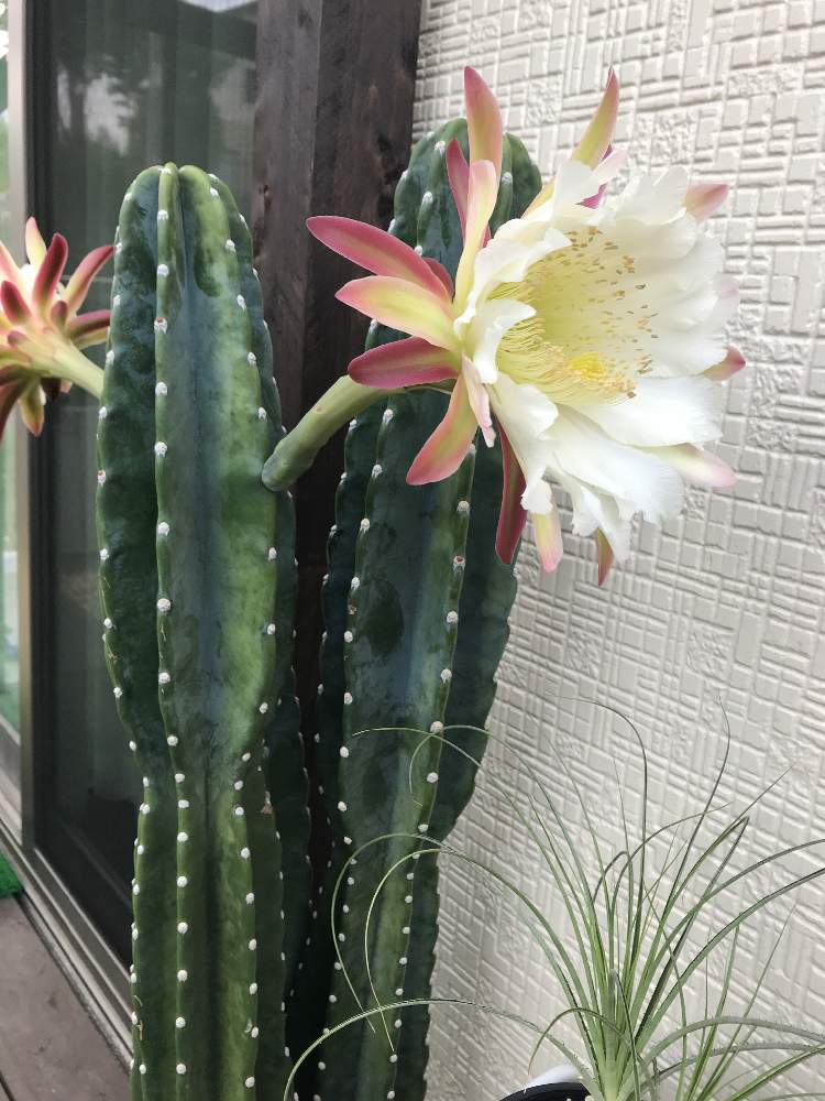 柱サボテン 鬼面角の投稿画像 By をはるーるーるーさん 多肉植物とドライガーデンと屋外放置組と屋外管理と観葉植物と名前は購入時のものですと多肉の花芽とおうち園芸とサボテンの花と露天管理 月8月4日 Greensnap グリーンスナップ