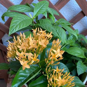 サンタンカゴールデンジャイアントの投稿画像一覧 Greensnap グリーンスナップ