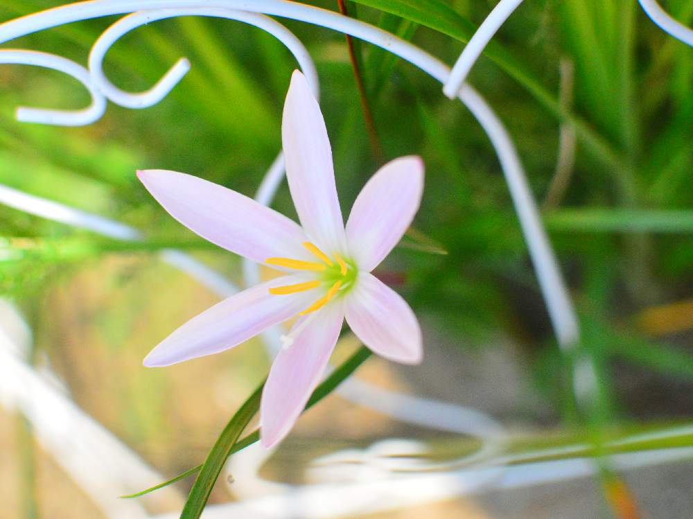 季節の花の投稿画像 By マイさん お花大好き と花の風景 月8月4日 Greensnap グリーンスナップ