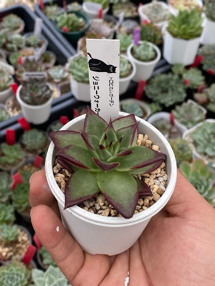 エケベリア の投稿画像 By ぺたんさん Teamほほえみとジョニーウォーカー黒ラベル 月8月4日 Greensnap グリーンスナップ