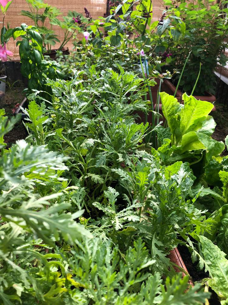 バジルの投稿画像 By ハートフルさん 春菊とモロヘイヤとサンチェとスーパーサルビアとトレニアと家庭菜園とおうちde菜園 月8月4日 Greensnap グリーンスナップ