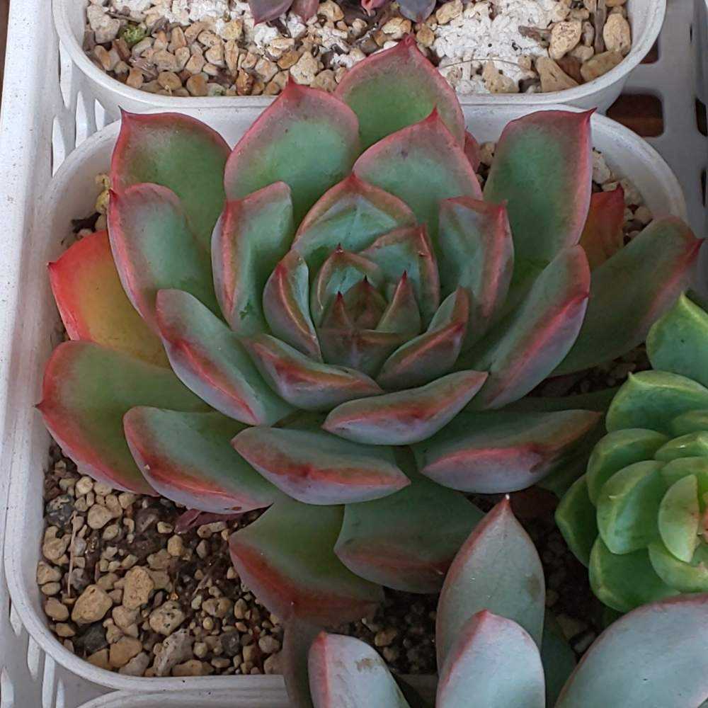 多肉植物  モーサン  抜き苗　良苗　エケベリア 多肉植物 モーサン 抜き苗 良苗 エケベリア 楽天市場】モーサン