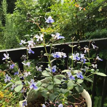 ブルーウイングの花の画像 by グッチさん | フェンスとおうち園芸とブルーウイングの花