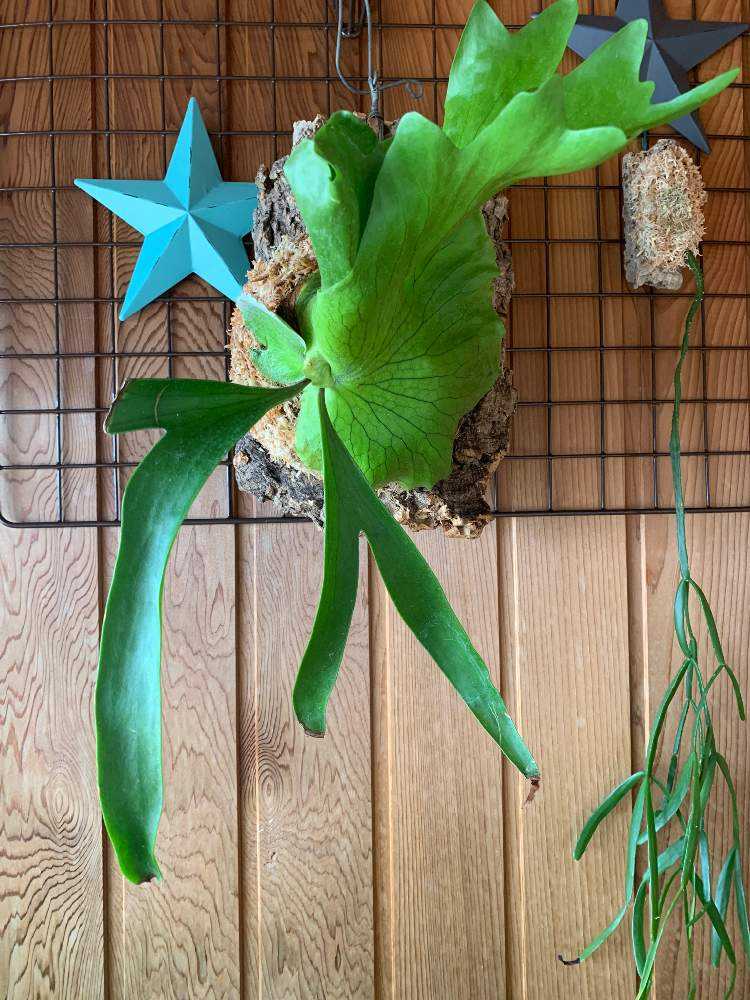 ビカクシダ　コロナリウム　　コルク板付け 屋内管理【匿名配送】 ビカクシダ コロナリウム〔Tonkla Thin〕 コルク付け3 特大