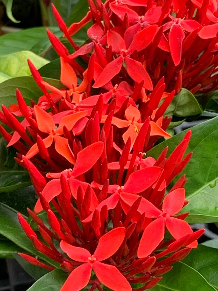 サンタンカの投稿画像 By おきょうさん 月8月4日 Greensnap グリーンスナップ