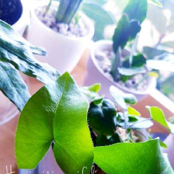 ハートファーンの投稿画像一覧 Greensnap グリーンスナップ