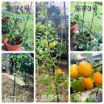 イエロー・アイコの画像 by みんみんさん | 小さな庭と#プチトマトとトマトの脇芽とイエロー・アイコ