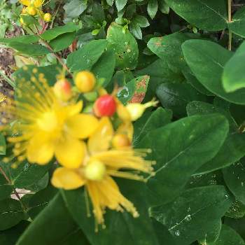 ヒペリカムの黄色の花の投稿画像一覧 Greensnap グリーンスナップ