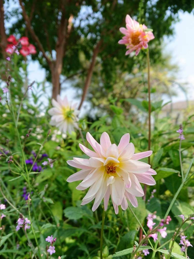 バーベナの投稿画像 By のりりんの森さん ペンタスとぶちダリアとキュンキュン乙女倶楽部と可愛いなぁ とマイガーデンと夏のお花と心ときめく と優しい 花色とキュンキュン乙女倶楽部と可愛いなぁ とマイガーデンと夏のお花と心ときめく と優しい花色 月8月4