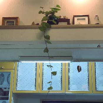 サツマイモのツルの画像 by ぷりんちゃんさん | 壁/天井とサツマイモのツル