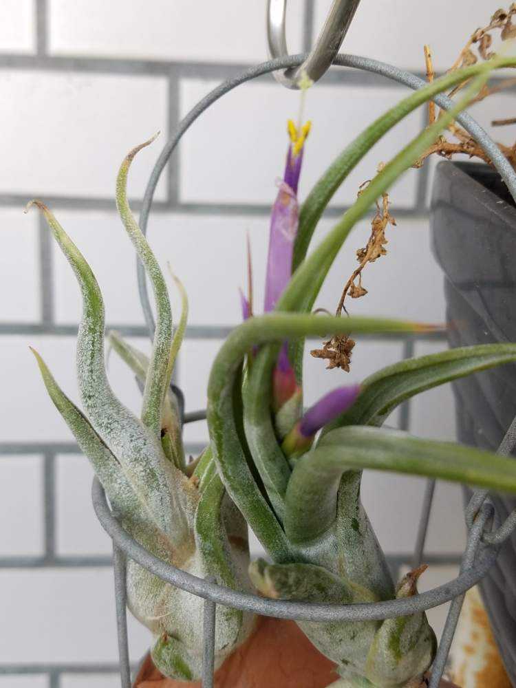 チランジア シルシナータ が咲きました D ﾔｯﾄ Greensnap グリーンスナップ