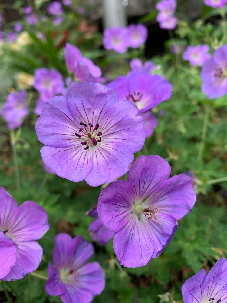 ゲラニウム アズールラッシュの投稿画像 By かじゅ 彡さん ゲラニウム アズールラッシュ 月8月4日 Greensnap グリーンスナップ