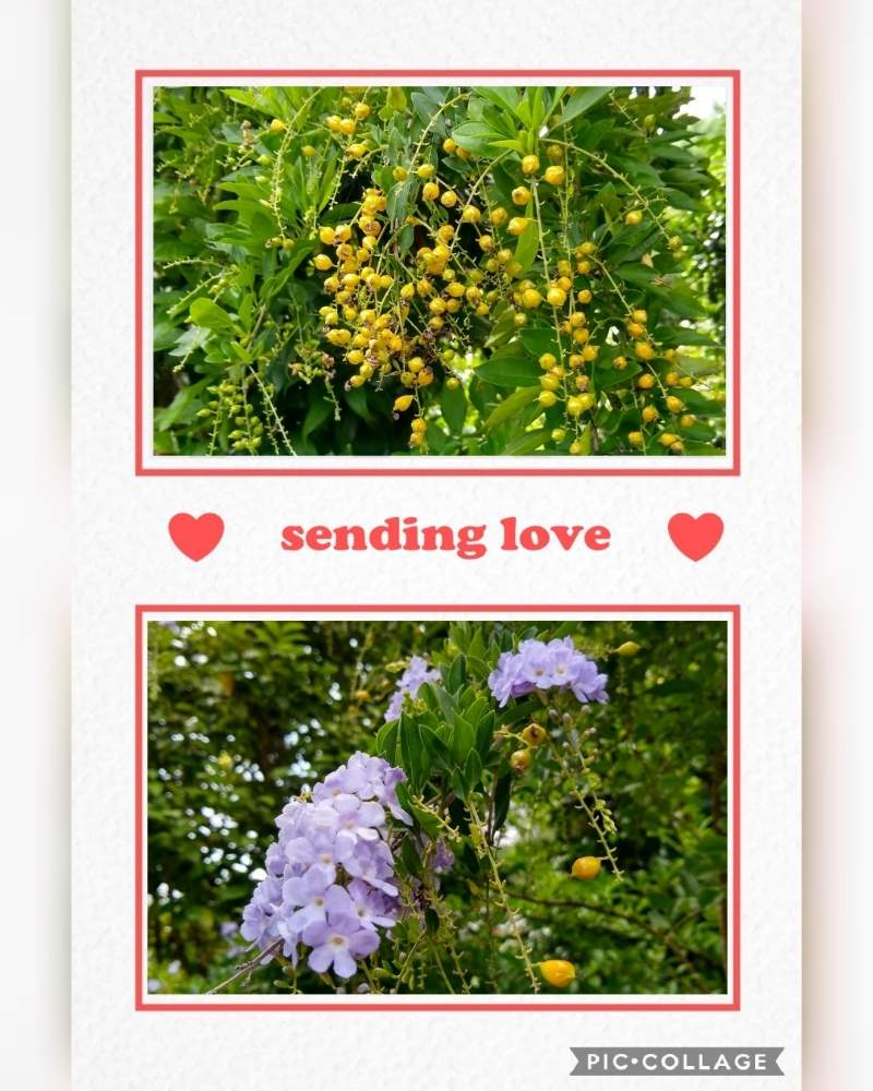 デュランタの黄色い実の投稿画像 By 合歓の木さん デュランタ タイワンレンギョウ とお出かけ先と花のある暮らしと夕方の散歩と花 の癒やしと M Family と花のある暮らしと夕方の散歩と花の癒やしと M Family 月8月4日 Greensnap グリーンスナップ