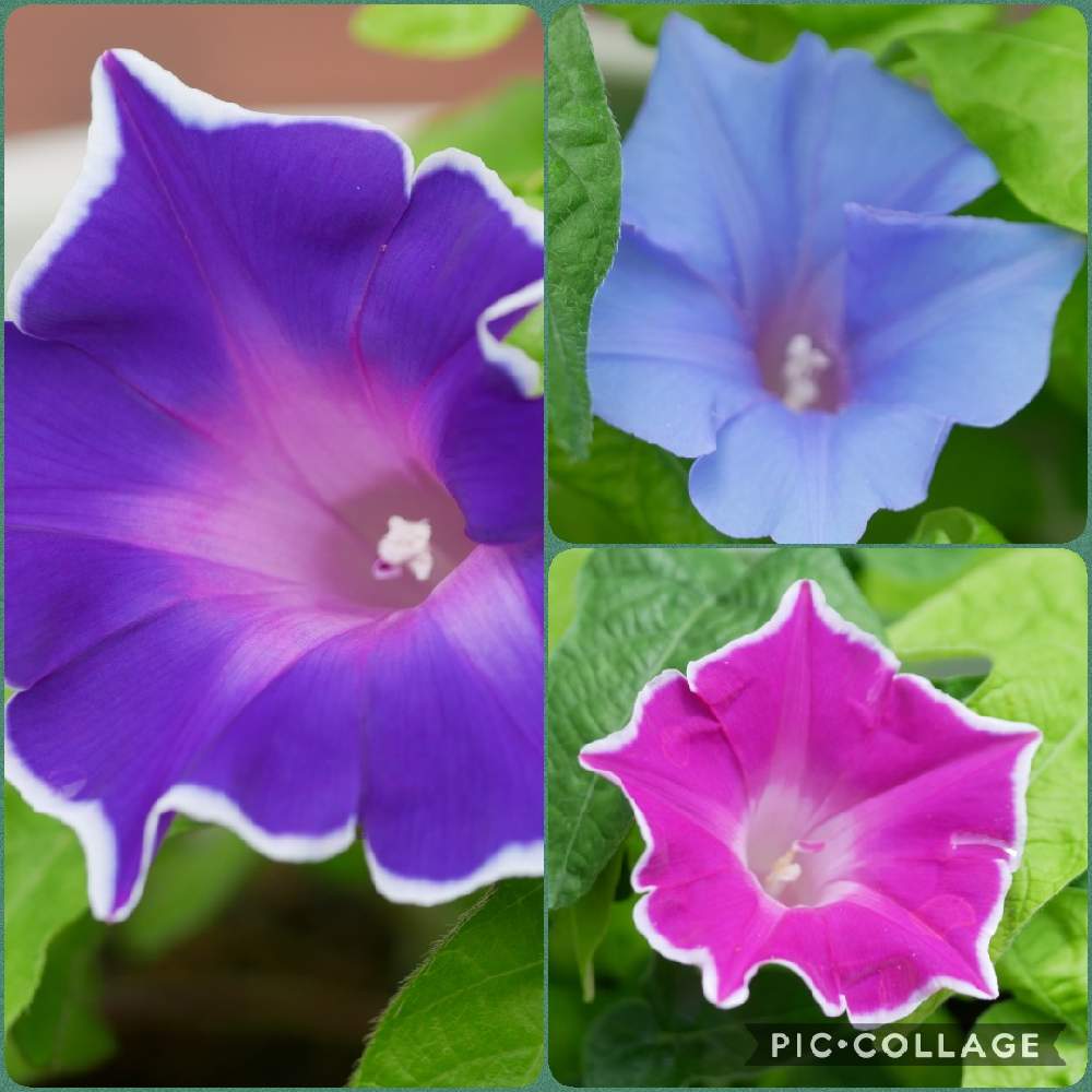 アサガオの投稿画像 By グリーンさん 桔梗咲アサガオと朝顔 とたねからの幸せとチーム ブルーno 011とgs映えとgs日和とおうち園芸とガーデニングと花のある暮らしと青い花マニアとチーム ブルーとあおと青い花で納涼祭と青い 朝顔マニア 月8月4日 Greensnap