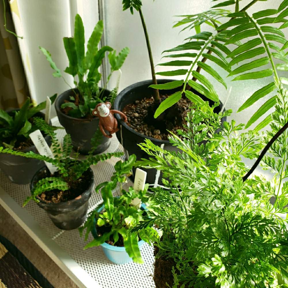 プテリスの投稿画像 By ととねこさん リュウビンタイとフレボディウム ブルースターとネフロレピシス ダフィーとときわしのぶとシダのある暮らしと毎月４日はシダの日とシダ愛好会 月8月4日 Greensnap グリーンスナップ