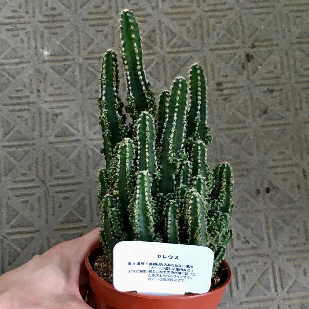 セレウスの投稿画像 By 青菜さん サボテン科と植中毒とバルコニストとおうち園芸 月8月4日 Greensnap グリーンスナップ